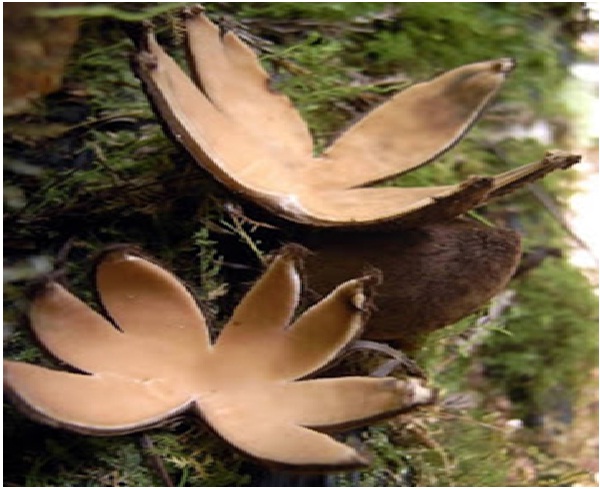 Coconut Mushroom-Amazing Looking Mushrooms