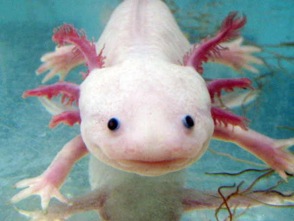 Axolotl-Unusual Pets That Are Legal To Own