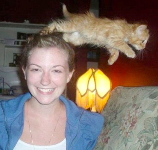 Leaping Kitty-Hilarious Animal Photo Bomb