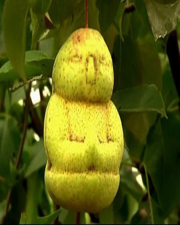 Buddha fruit-Top 15 Weirdest Shaped Fruits/vegetables