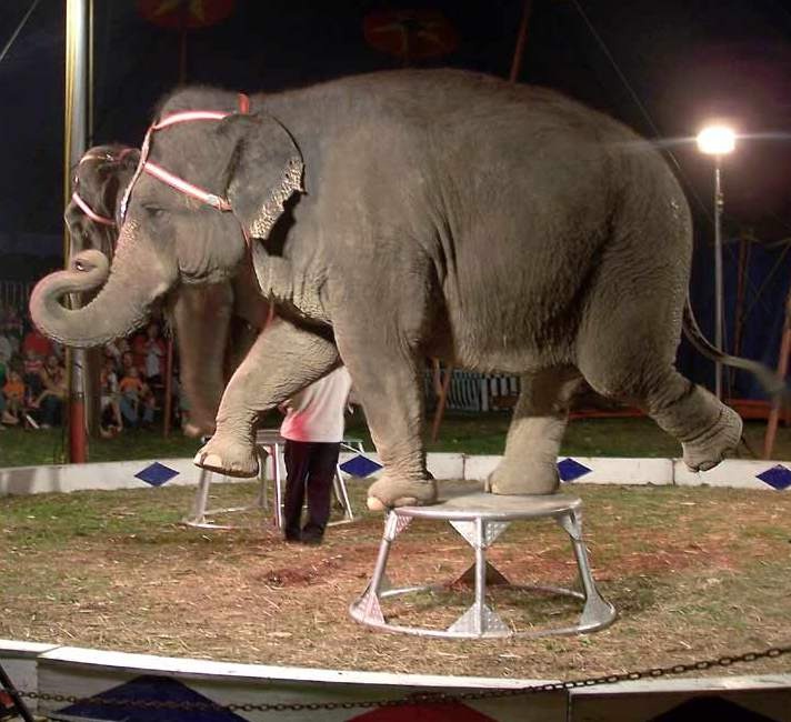 Tuberculosis-Facts About Circuses