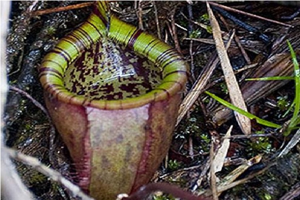Attenborough's Pitcher Plant (Nepenthes Attenboroughii)-Extremely Rare Flowers