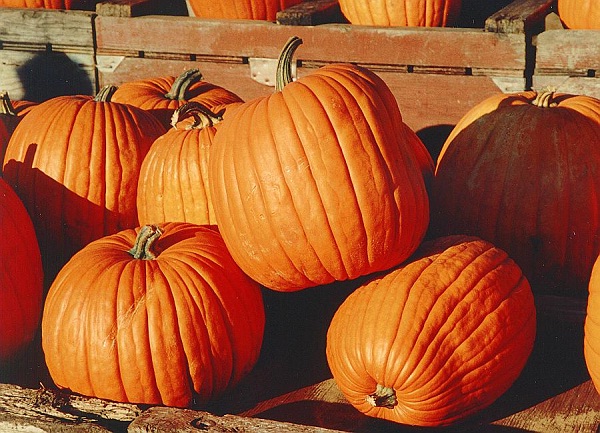 Pumpkins-Weird Halloween Facts You Didn't Know