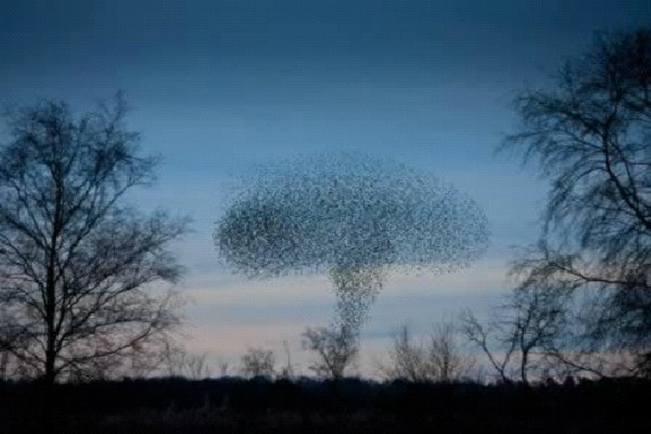 Mushroom Cloud-Most Amazing Bird Formations In Sky