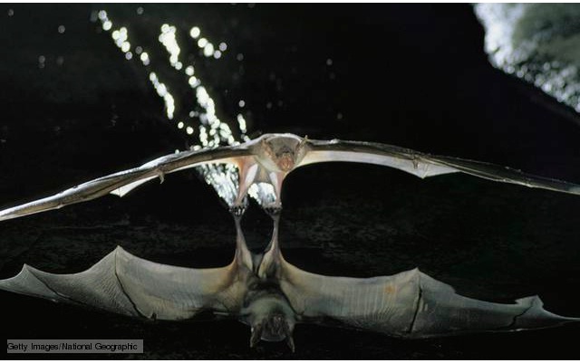 Fishing bat-Bizarre Creatures Found In The Amazon Rain Forest