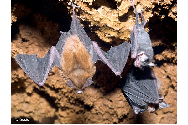Hog Nosed Bat-World's Smallest Animals