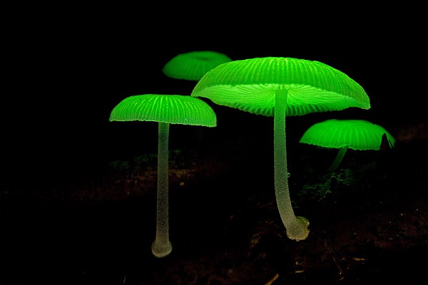 Bioluminescent mushrooms-Most Fascinating Natural Phenomena
