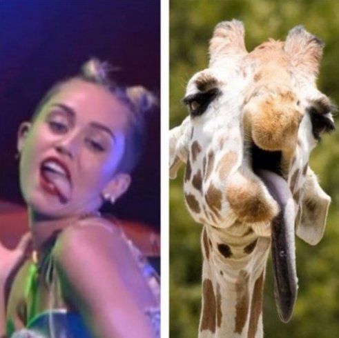 Chomp-12 Best Miley Cyrus Memes That Will Make You Feel Bad For Laughing