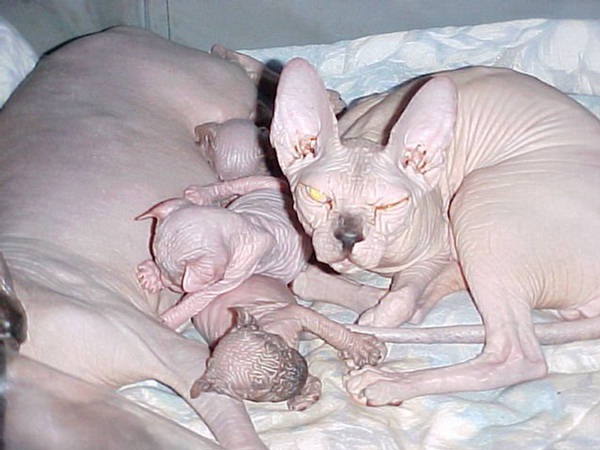 Leave me alone!!!-Ugliest Cats Ever