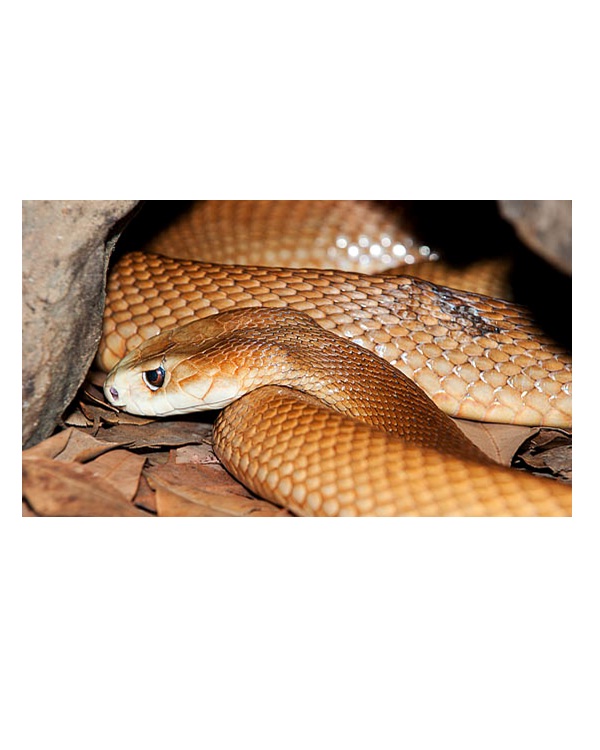Taipan-Most Dangerous Snakes In The World