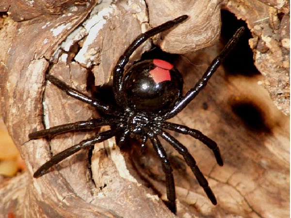 Redback Spider-Dangerous Spiders In The World