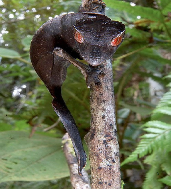 Satanic Leaf Tailed Gecko-Animals You Won't Believe Are Real