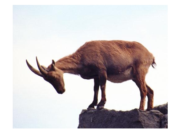 Pyrenean Ibex-Recently Extinct Animals