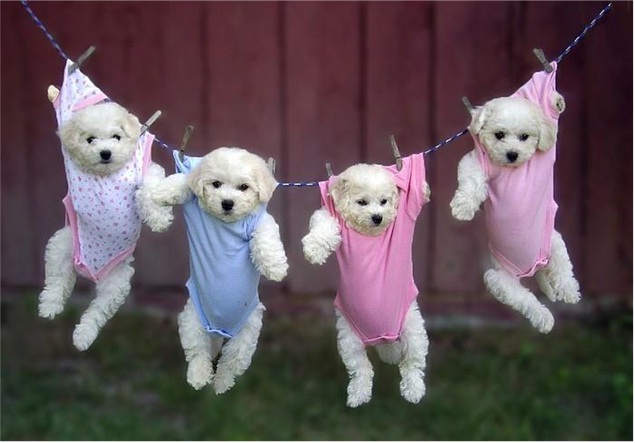 Naughty Line Up-Cutest Puppies