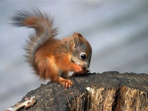 Nibble! Nibble! Little Squirrel-Cutest Baby Animals