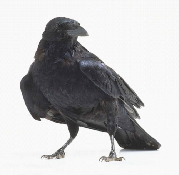 Crow-Most Intelligent Animals
