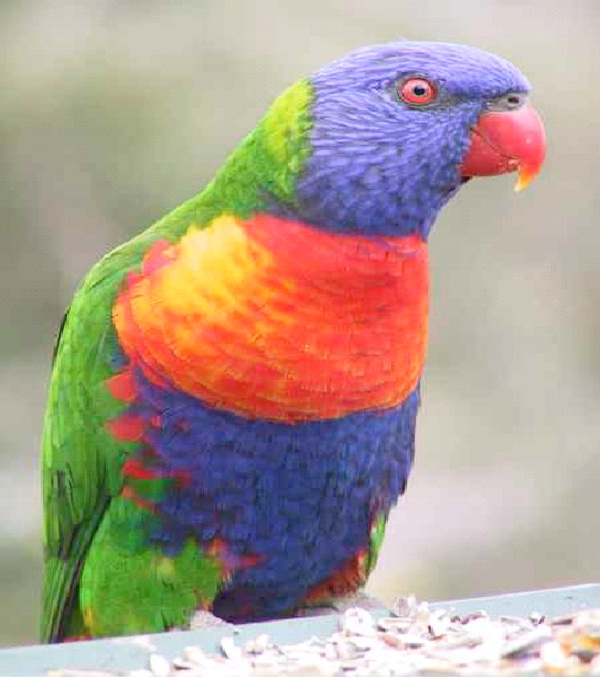 Rainbow Lorikeet-Most Amazing Exotic Birds