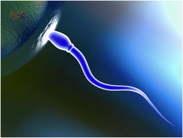 A Teaspoon of Sperm is all it Takes-Amazing Facts About Sex