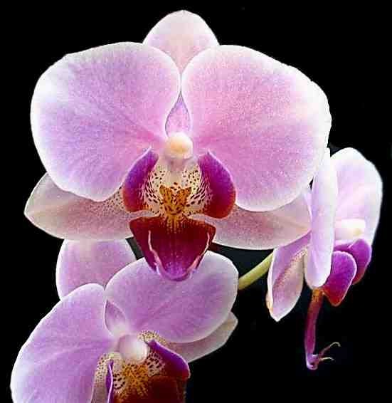 Orchid-Most Beautiful Flowers In The World