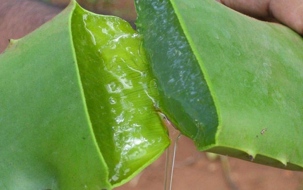 Aloe vera-Simple Home Remedies For Irregular Periods