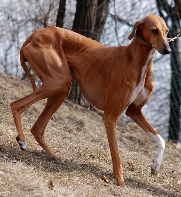The Azawakh Dog-Rare Dog Breeds