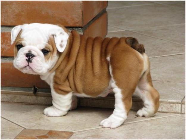 Tiny, but wrinkly-Cool Wrinkly Dogs