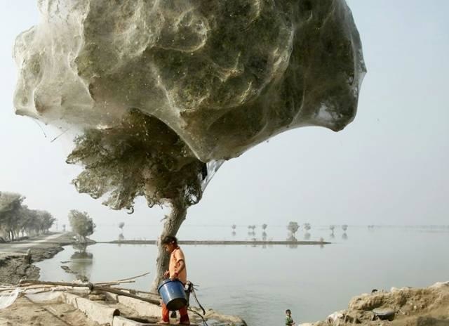 This Cobweb Tree-15 Images That Look Fake, But Are Actually True