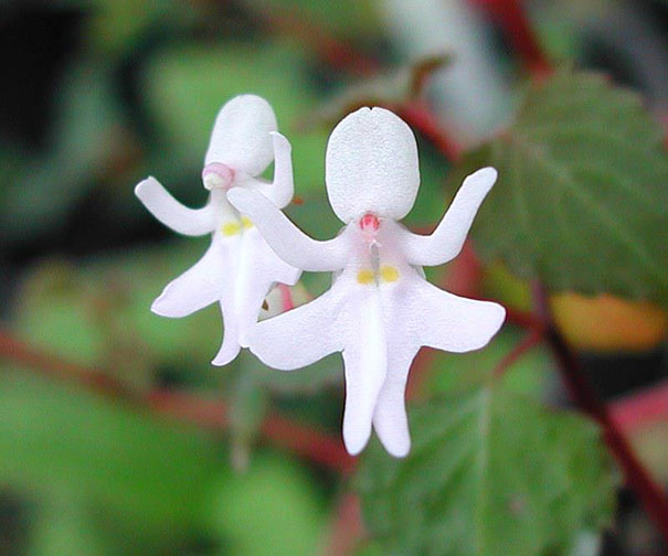 Dancing Girls Flowers-15 Awesome Flowers That Don't Look Like Flowers At All 