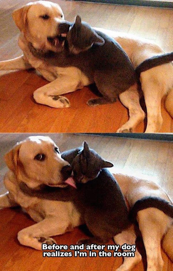 When You Have Two Pets at Home-15 Images You Can Relate To If You Own A Dog
