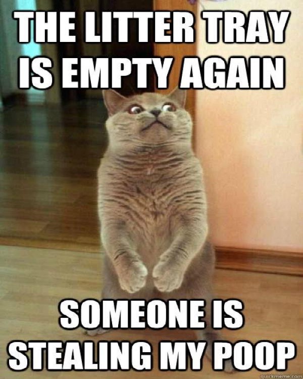 Litter tray-Funniest Cat Memes Of All Time