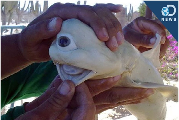 One-eyed shark-Scary Deformed Animals