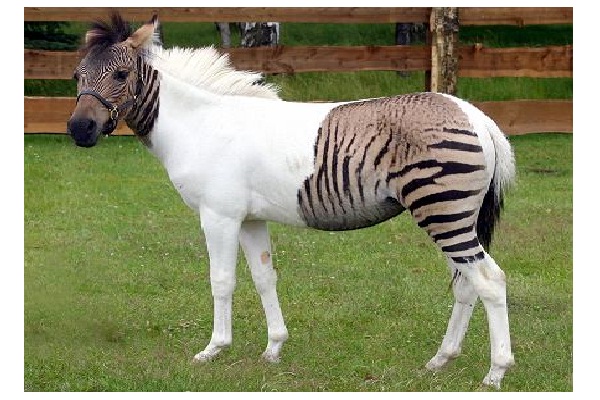 Zebroid-Animals You Won't Believe Are Real