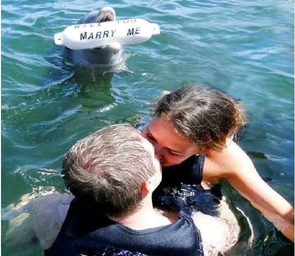 Dolphin-Unusual Ways To Propose