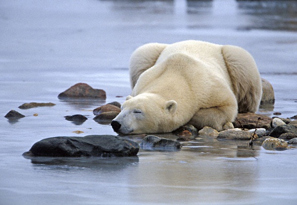 Sleeping-Polar Bear Facts