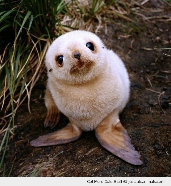 Seal-Adorable Baby Animals