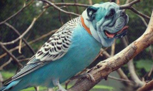 That's a strange budgie-Dirds Are So Cool