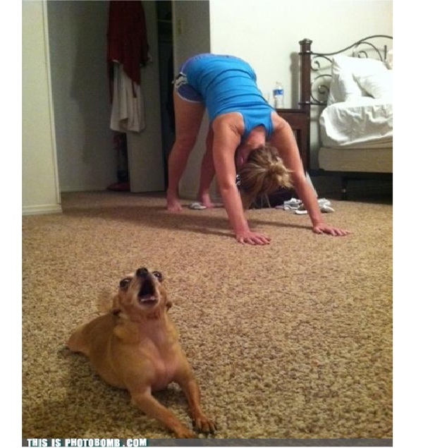 'One, two, three and stretch! Oh wrong way?-Dog Photo Bomb