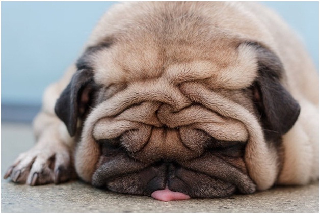 Pouting Dog-Adorable Sad Animal Pictures