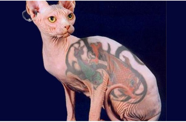 Animals-Craziest New Types Of Tattoos