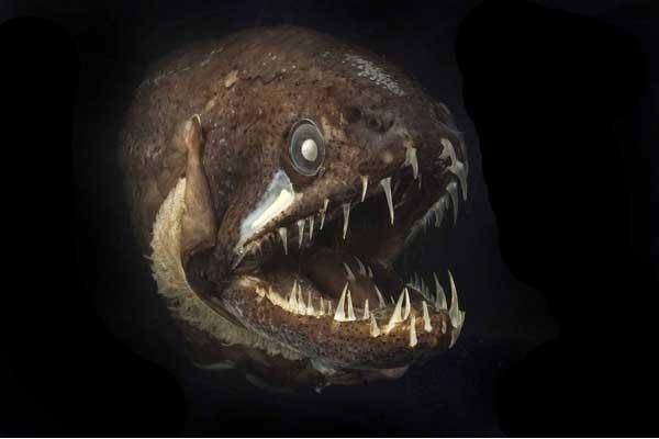 Pacific Blackdragon-Horrible Deep Sea Creatures