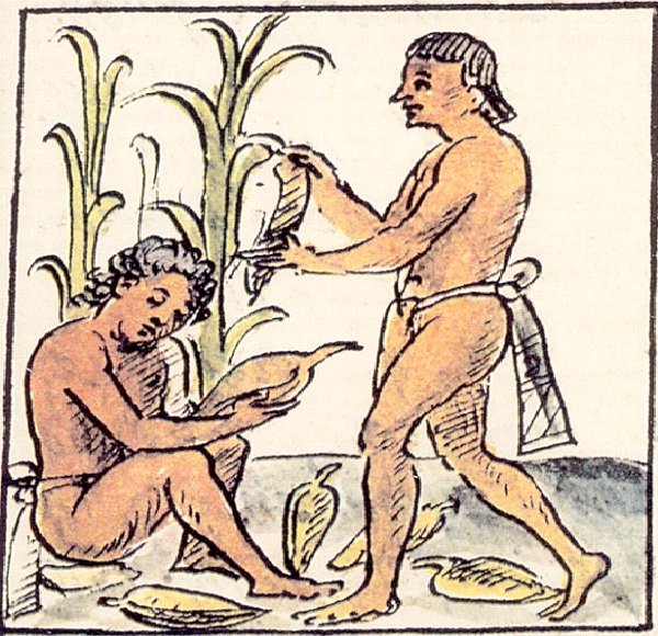 The Used Human Power For Agriculture-Amazing Aztec Facts