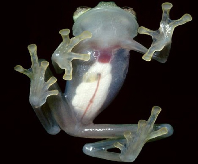 Glass frog-Bizarre Creatures Found In The Amazon Rain Forest