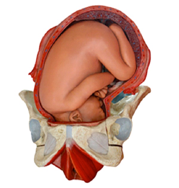 Uterus Grows to 5 Times It's Size-Weird Pregnancy Facts You Never Knew