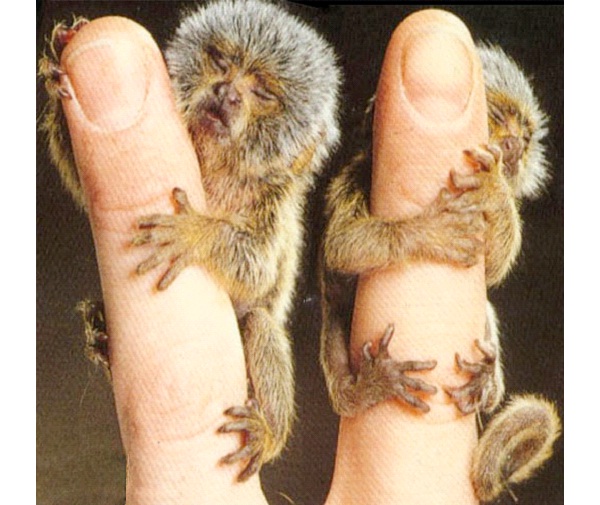 Pygmy Marmoset Monkey-World's Smallest Animals