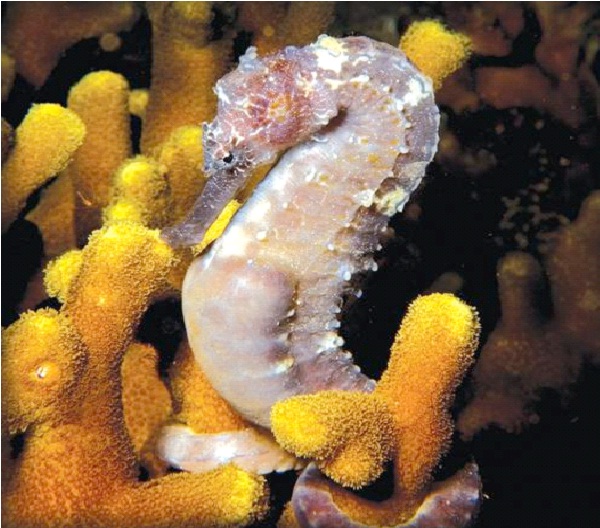 Gold Glittery Seahorses-Genetically Modified Animals You Can Buy