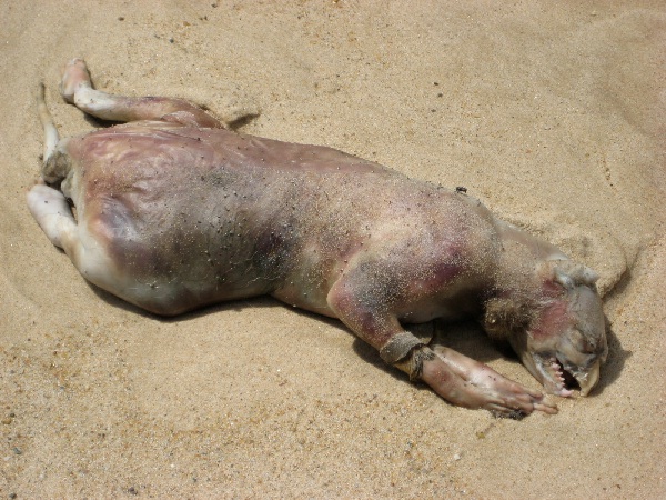 Montauk Monster-Bizarre Things That Washed Up On Beaches