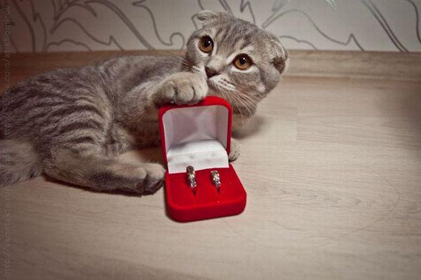 Purr!-Amazing Ways To Propose