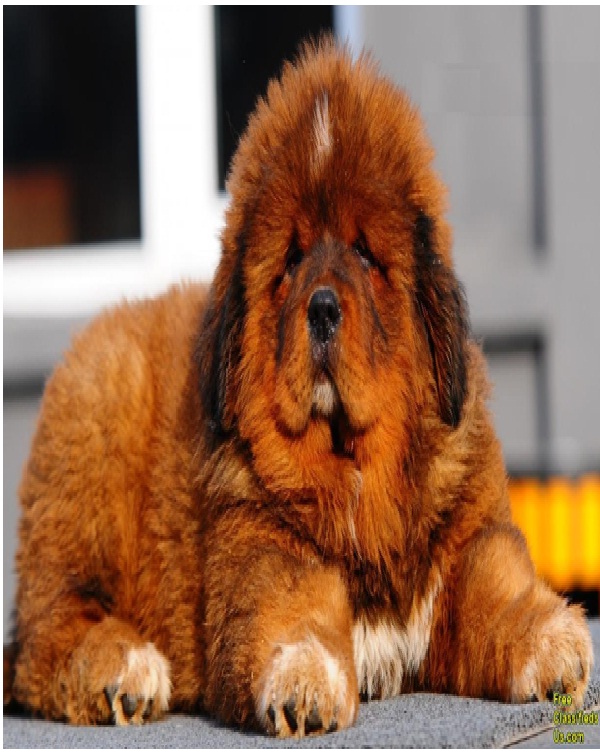Tibetan Mastiff-Most Expensive Dogs In The World