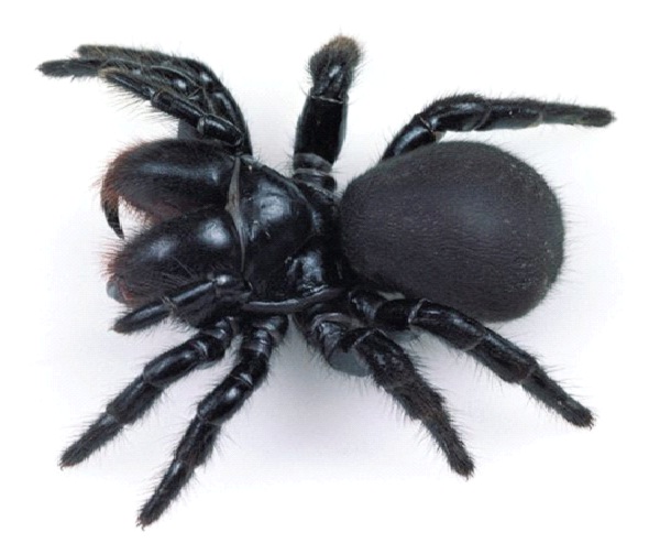 Mouse Spider-Dangerous Spiders In The World