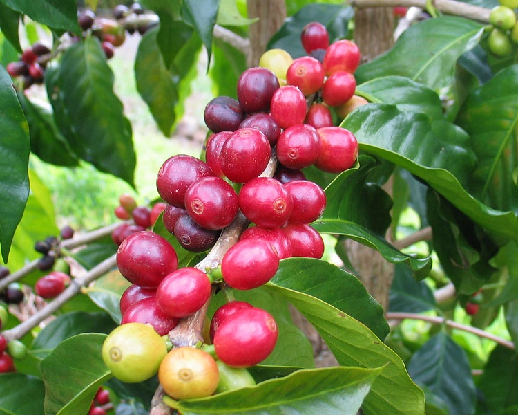 Coffee-Some Favorite Fruits And Vegetables And How They Are Grown